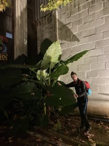 huge-leaves huge-leaves